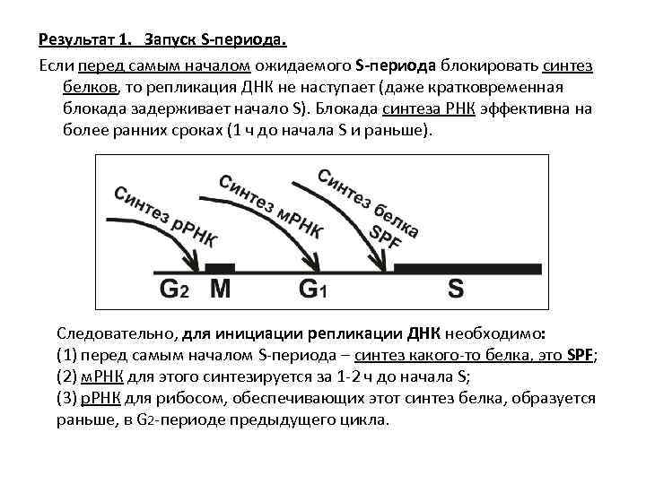 Результат 1. Запуск S-периода. Если перед самым началом ожидаемого S-периода блокировать синтез белков, то