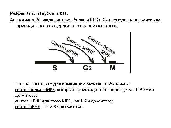 Результат 2. Запуск митоза. Аналогично, блокада синтезов белка и РНК в G 2 -периоде,