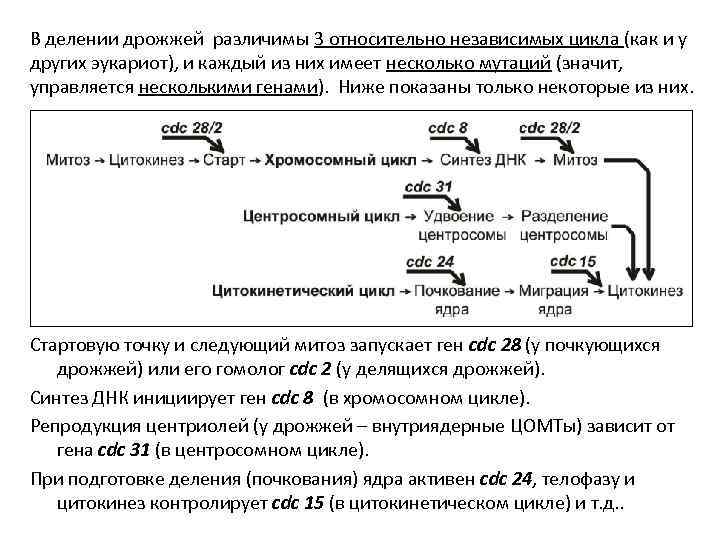 В делении дрожжей различимы 3 относительно независимых цикла (как и у других эукариот), и