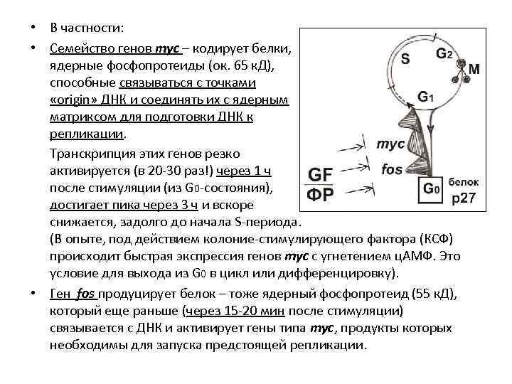  • В частности: • Семейство генов myc – кодирует белки, ядерные фосфопротеиды (ок.