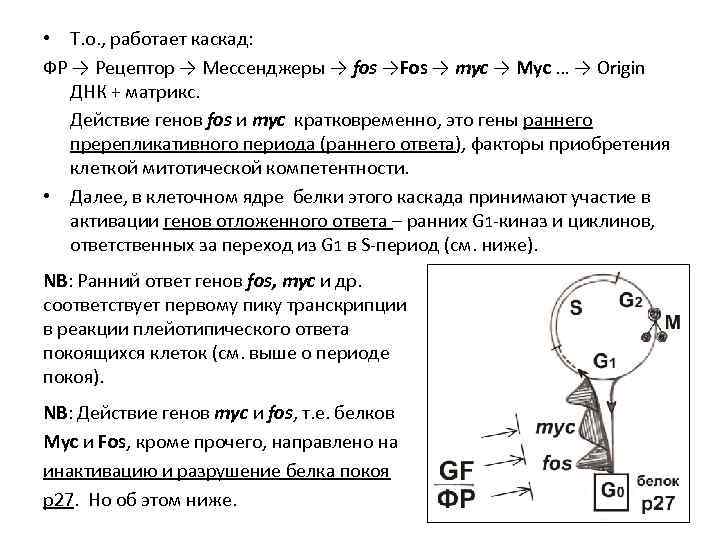  • Т. о. , работает каскад: ФР → Рецептор → Мессенджеры → fos