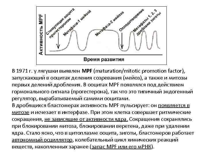 В 1971 г. у лягушки выявлен MPF (maturation/mitotic promotion factor), запускающий в ооцитах деления
