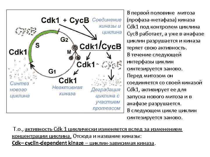 В первой половине митоза (профаза-метафаза) киназа Cdk 1 под контролем циклина Cyc. B работает,