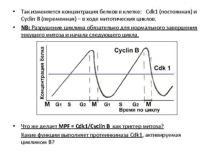  • Так изменяется концентрация белков в клетке: Cdk 1 (постоянная) и Cyclin B