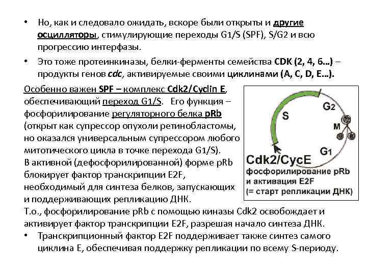  • Но, как и следовало ожидать, вскоре были открыты и другие осцилляторы, стимулирующие