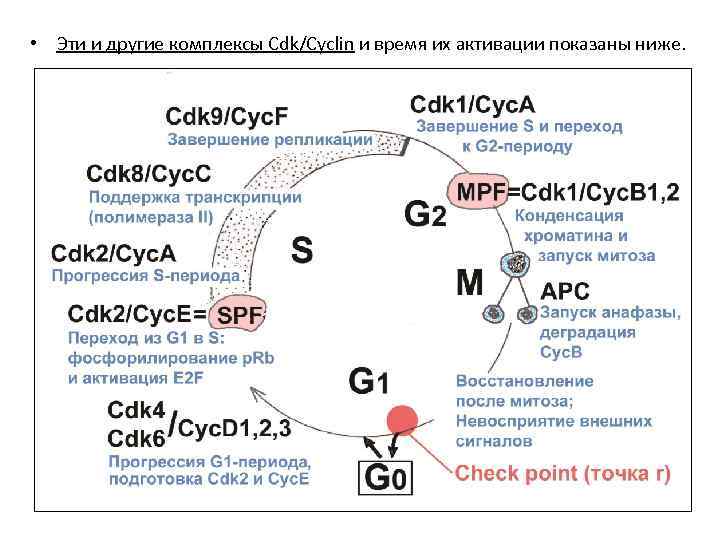  • Эти и другие комплексы Cdk/Cyclin и время их активации показаны ниже. 