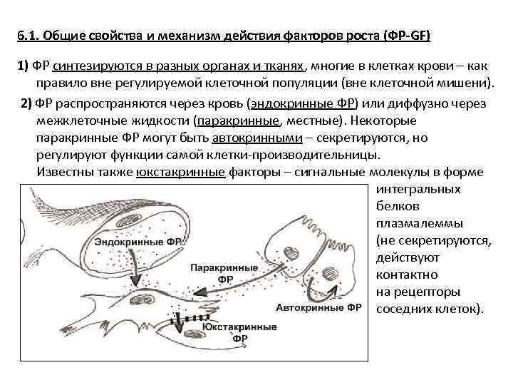 6. 1. Общие свойства и механизм действия факторов роста (ФР-GF) 1) ФР синтезируются в