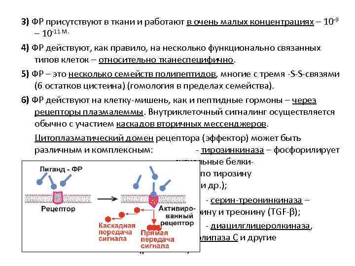 3) ФР присутствуют в ткани и работают в очень малых концентрациях – 10 -9