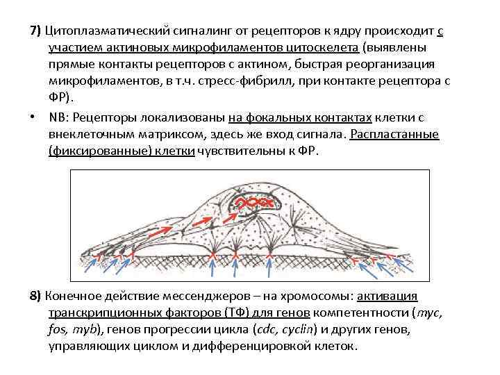 7) Цитоплазматический сигналинг от рецепторов к ядру происходит с участием актиновых микрофиламентов цитоскелета (выявлены
