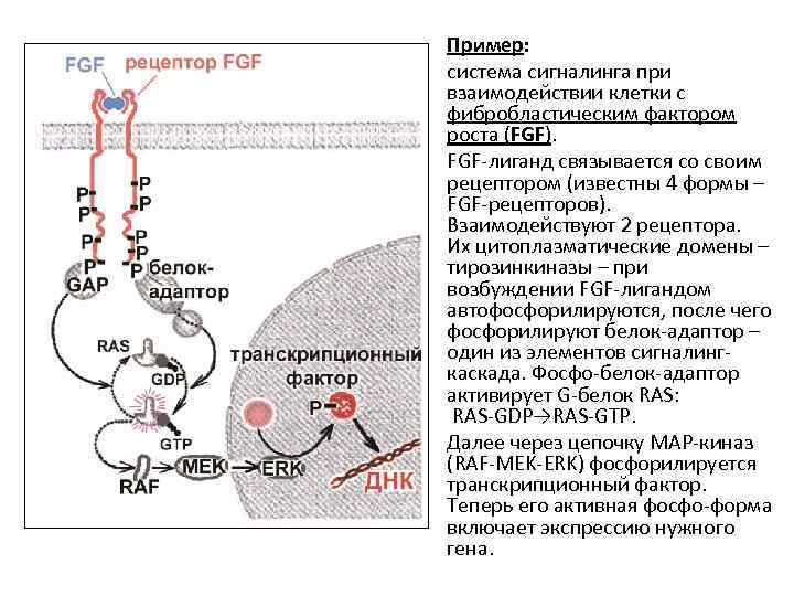 Пример: система сигналинга при взаимодействии клетки с фибробластическим фактором роста (FGF). FGF-лиганд связывается со