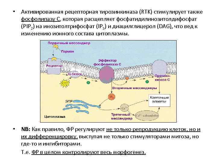  • Активированная рецепторная тирозинкиназа (RTK) стимулирует также фосфолипазу С, которая расщепляет фосфатидилинозитолдифосфат (PIP