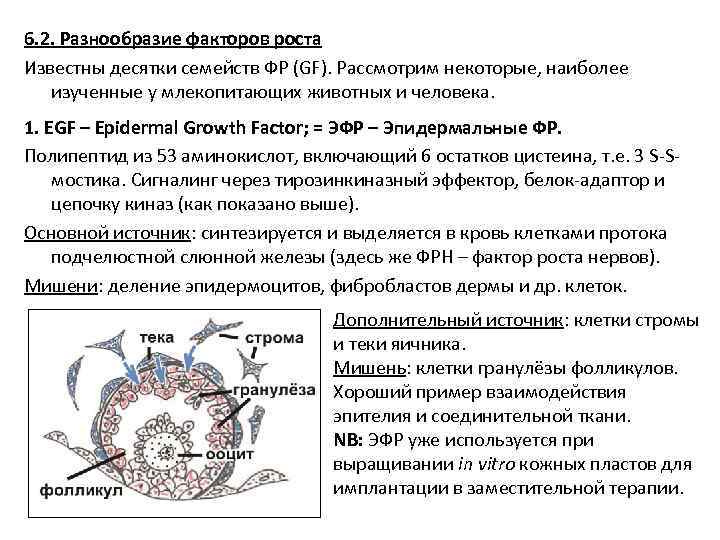 6. 2. Разнообразие факторов роста Известны десятки семейств ФР (GF). Рассмотрим некоторые, наиболее изученные