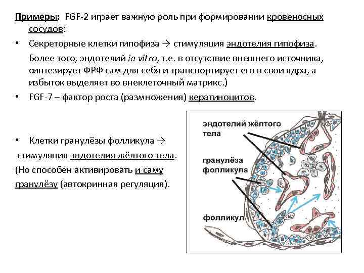 Примеры: FGF-2 играет важную роль при формировании кровеносных сосудов: • Секреторные клетки гипофиза →