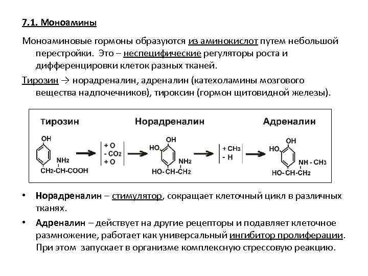 7. 1. Моноамины Моноаминовые гормоны образуются из аминокислот путем небольшой перестройки. Это – неспецифические
