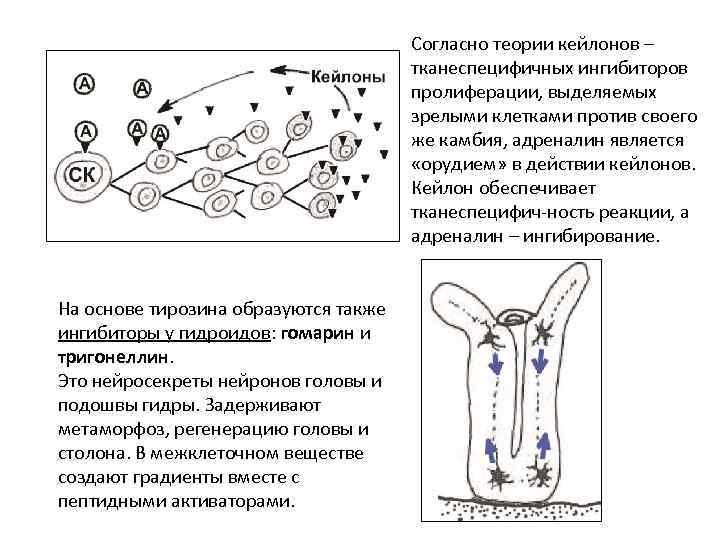 Согласно теории кейлонов – тканеспецифичных ингибиторов пролиферации, выделяемых зрелыми клетками против своего же камбия,