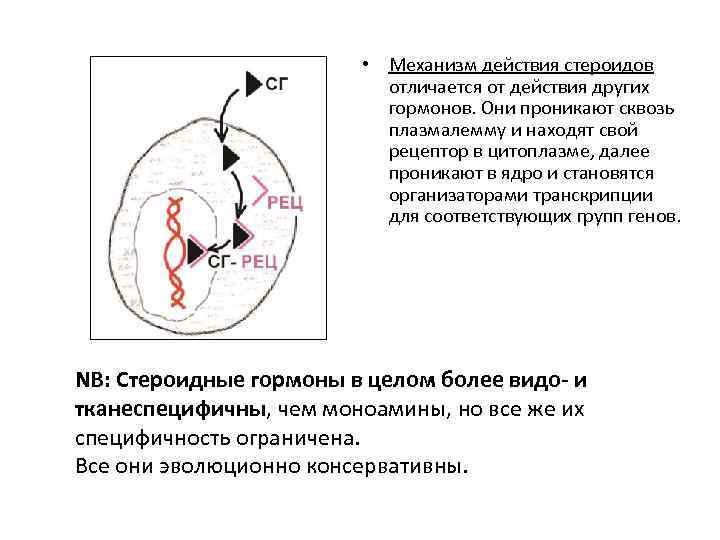 • Механизм действия стероидов отличается от действия других гормонов. Они проникают сквозь плазмалемму