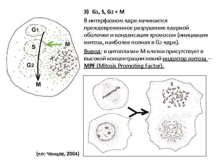3) G 1, S, G 2 + M В интерфазном ядре начинается преждевременное разрушение