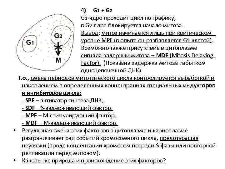 4) G 1 + G 2 G 1 -ядро проходит цикл по графику, в