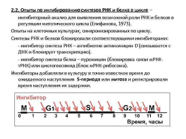 2. 2. Опыты по ингибированию синтезов РНК и белка в цикле – ингибиторный анализ