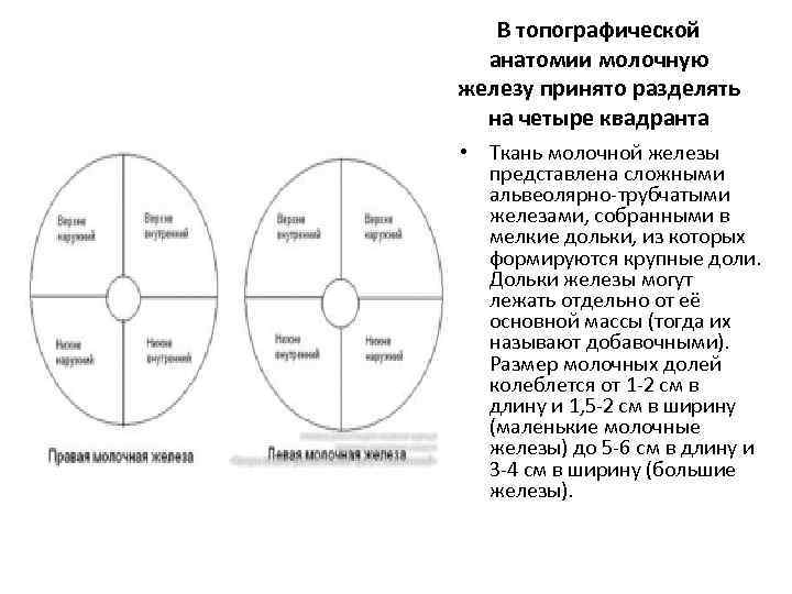 Схема лимфооттока от молочной железы топографическая анатомия