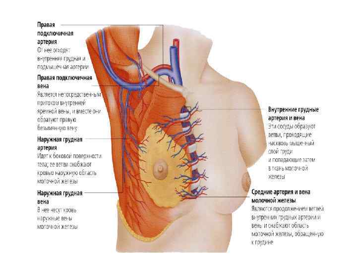 Анатомия молочной железы презентация