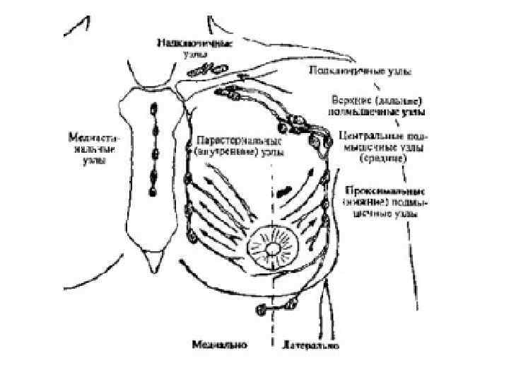 Анатомия молочной железы презентация