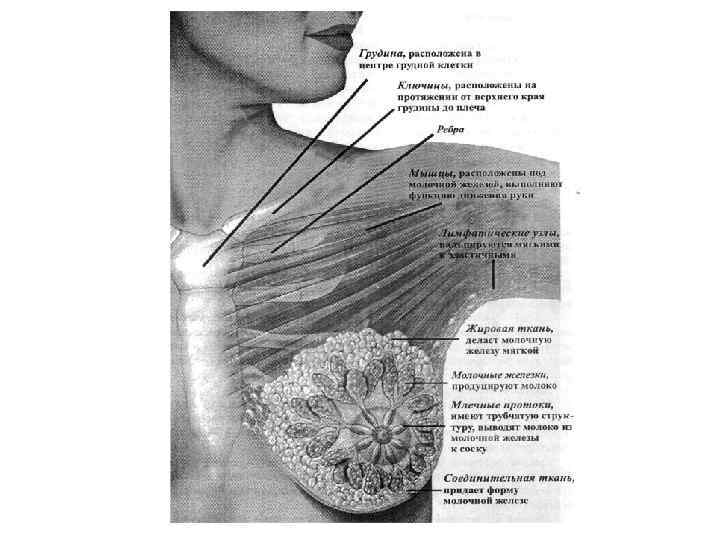 Презентация молочная железа