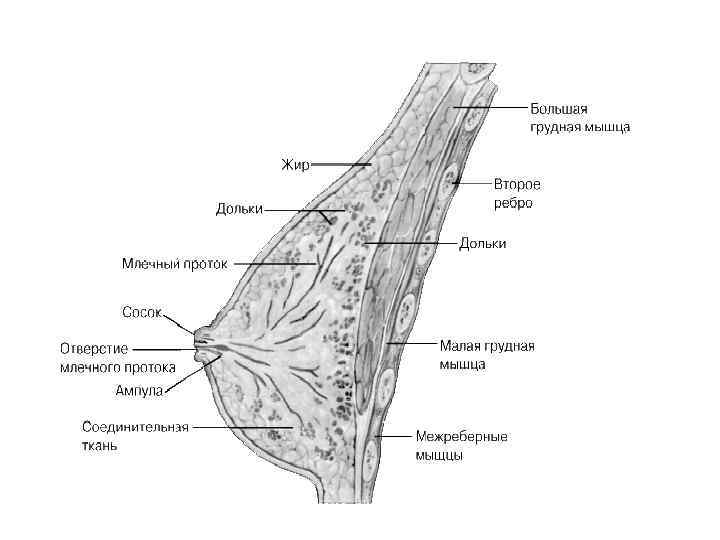 Строение груди. Схема анатомического строения молочной железы. Строение молочной железы послойно. Анатомия молочной железы квадранты. Послойное строение молочной железы схема.