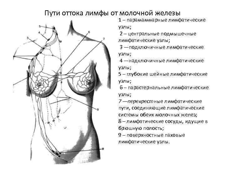 Пути оттока лимфы от молочной железы 1 – парамаммарные лимфатические узлы; 2 – центральные