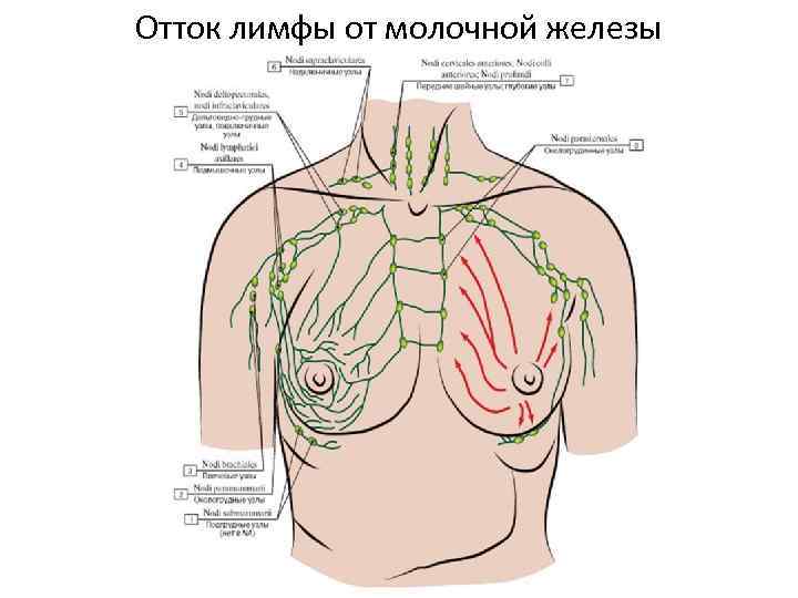 Отток лимфы от молочной железы 