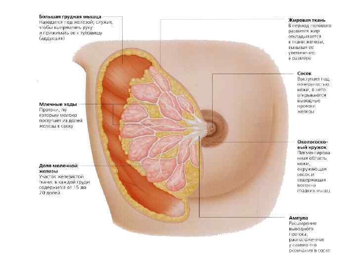 Схема женской груди