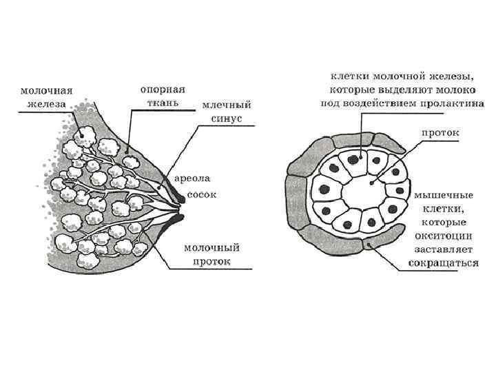 Женская молочная железа рисунок