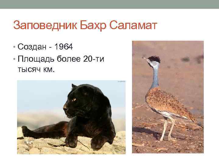 Заповедник Бахр Саламат • Создан - 1964 • Площадь более 20 -ти тысяч км.