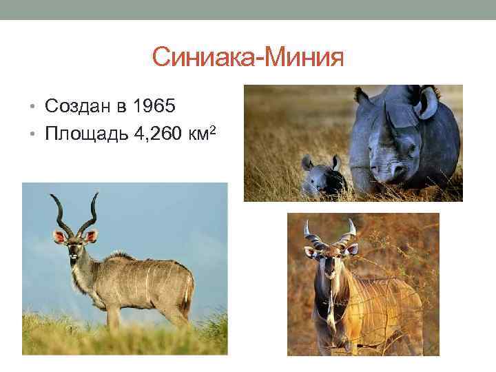 Синиака-Миния • Создан в 1965 • Площадь 4, 260 км 2 