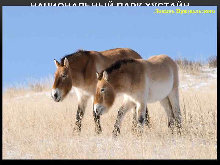 НАЦИОНАЛЬНЫЙ ПАРК ХУСТАЙН барсук Лошадь лебедь-кликун Пржевальского рысь манул даурская куропатка дзерены чёрный аист