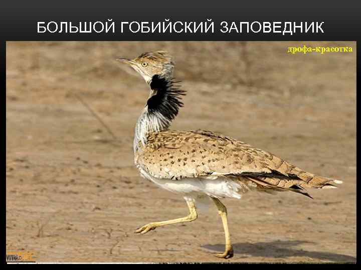 БОЛЬШОЙ ГОБИЙСКИЙ ЗАПОВЕДНИК дрофа-красотка дикий джейран сибирскийверблюд козерог кулан • Площадь – 5 311