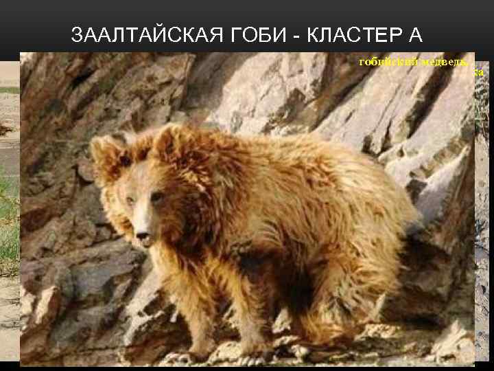 ЗААЛТАЙСКАЯ ГОБИ - КЛАСТЕР А саксаул тамари ск Солянка гобийский медведь. Верблюжья колючка эфедра