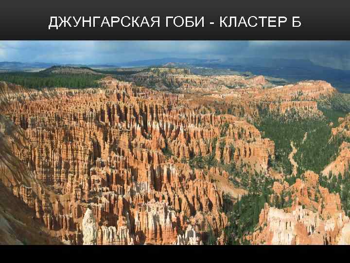 ДЖУНГАРCКАЯ ГОБИ - КЛАСТЕР Б • Площадь 777 000 км². • Около 160 видов,