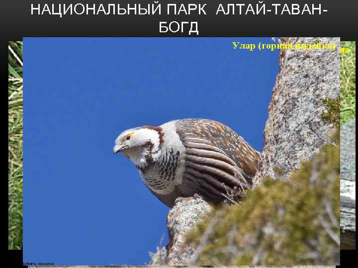 НАЦИОНАЛЬНЫЙ ПАРК АЛТАЙ-ТАВАНБОГД евроазиатская выдра куница Улар (горная индейка) аргали снежный барс каменная •