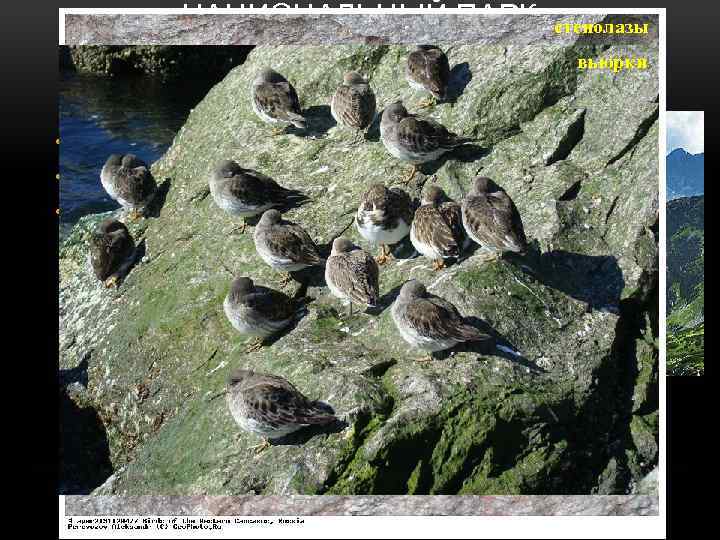 НАЦИОНАЛЬНЫЙ ПАРК стенолазы ГУРВАНСАЙХАН вьюрки • Площадь - 2 694 737 га • Дата