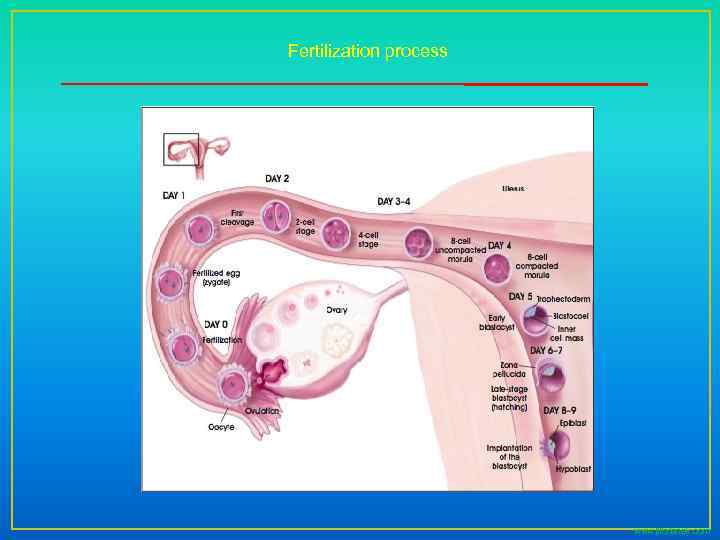 Fertilization process www. jillstanek. com 