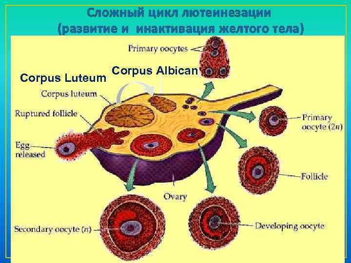 Сложный цикл лютеинезации (развитие и инактивация желтого тела) Corpus Luteum Corpus Albican 