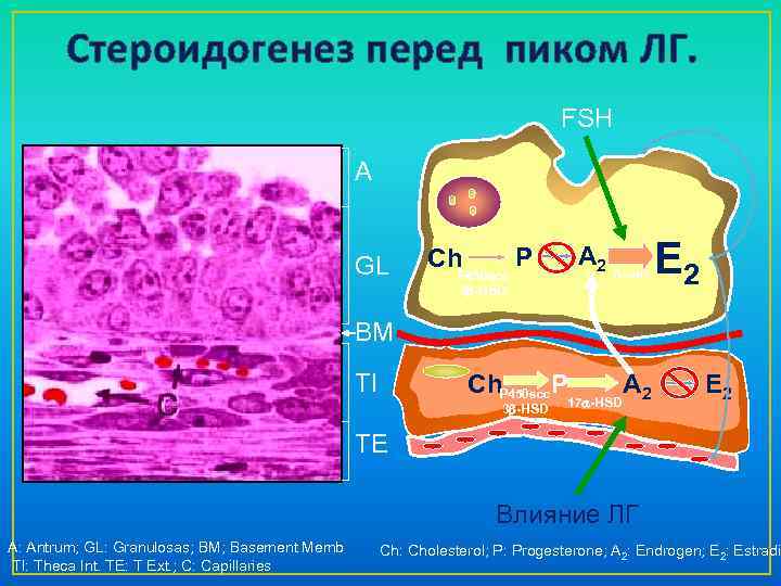 Стероидогенез перед пиком ЛГ. FSH A GL A 2 Arom Ch. P 450 scc