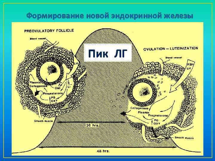 Формирование новой эндокринной железы Пик ЛГ 