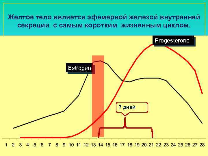 Желтое тело является эфемерной железой внутренней секреции с самым коротким жизненным циклом. Progesterone Estrogen