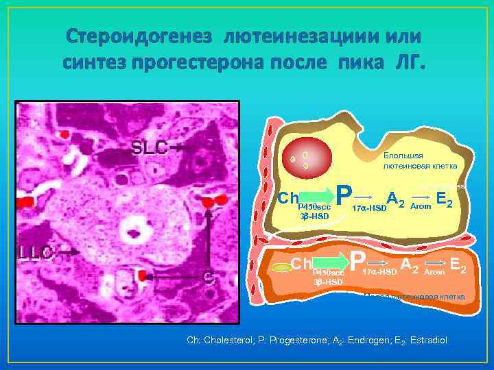 Стероидогенез лютеинезациии или синтез прогестерона после пика ЛГ. Блольшая лютеиновая клетка Ch. P 450