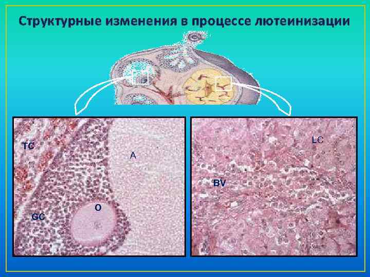 Структурные изменения в процессе лютеинизации LC TC A BV GC O 