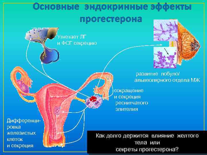  Основные эндокринные эффекты прогестерона Угнетает ЛГ и ФСГ секрецию развитие лобуло/ альвеолярного отдела