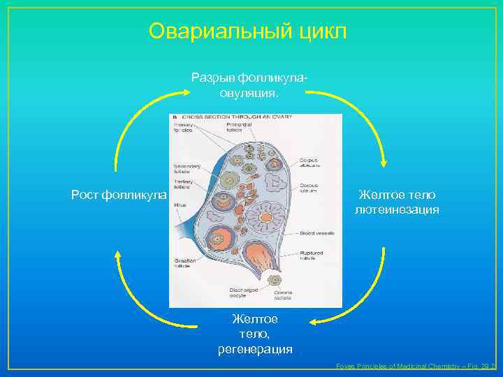 Овариальный цикл Разрыв фолликула- овуляция. Желтое тело лютеинезация Рост фолликула Желтое тело, регенерация Foyes