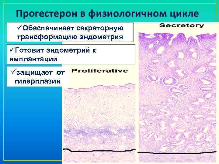 Прогестерон в физиологичном цикле üОбеспечивает секреторную трансформацию эндометрия üГотовит эндометрий к имплантации üзащищает от